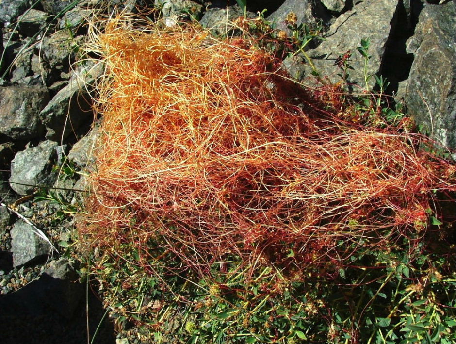 Cuscuta da determinare � 9